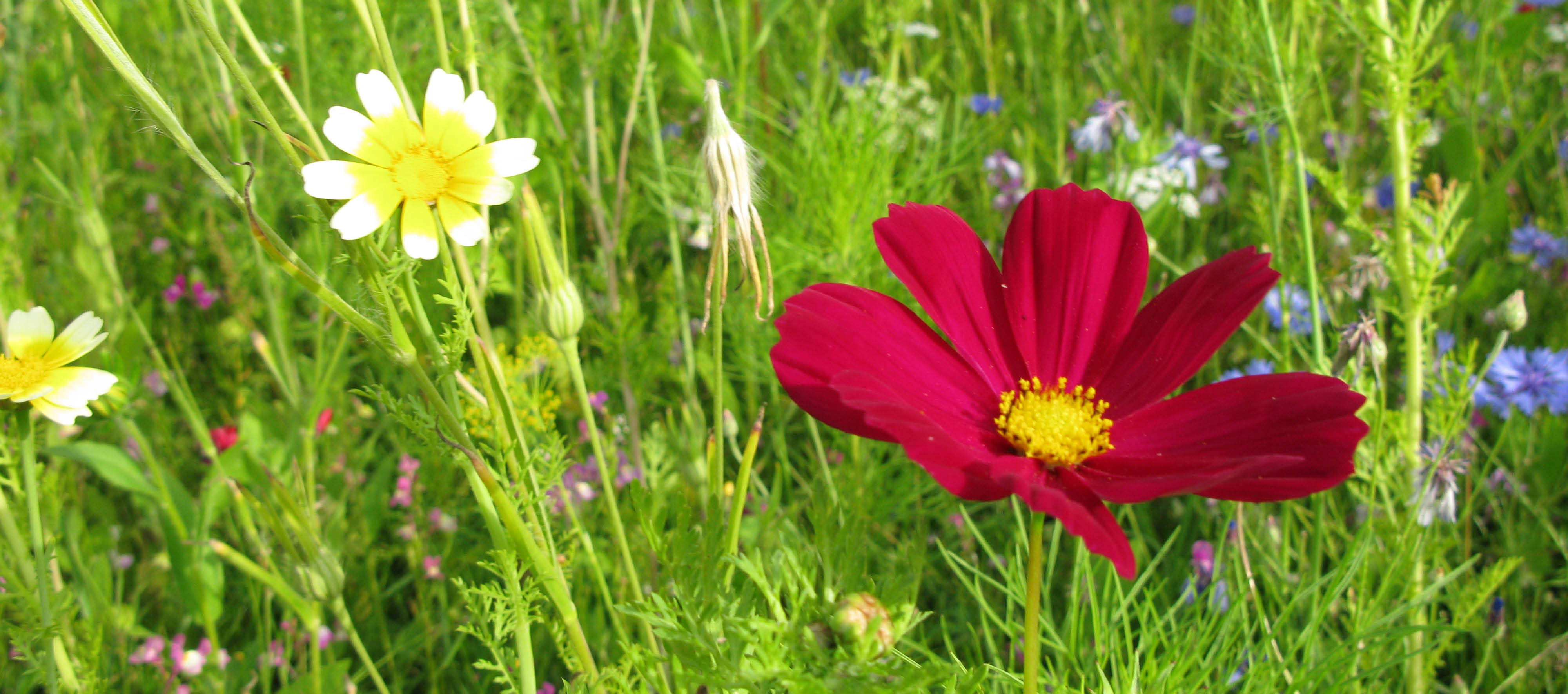 Gros plan sur des fleurs jaunes, blanches, rouge et bleue.