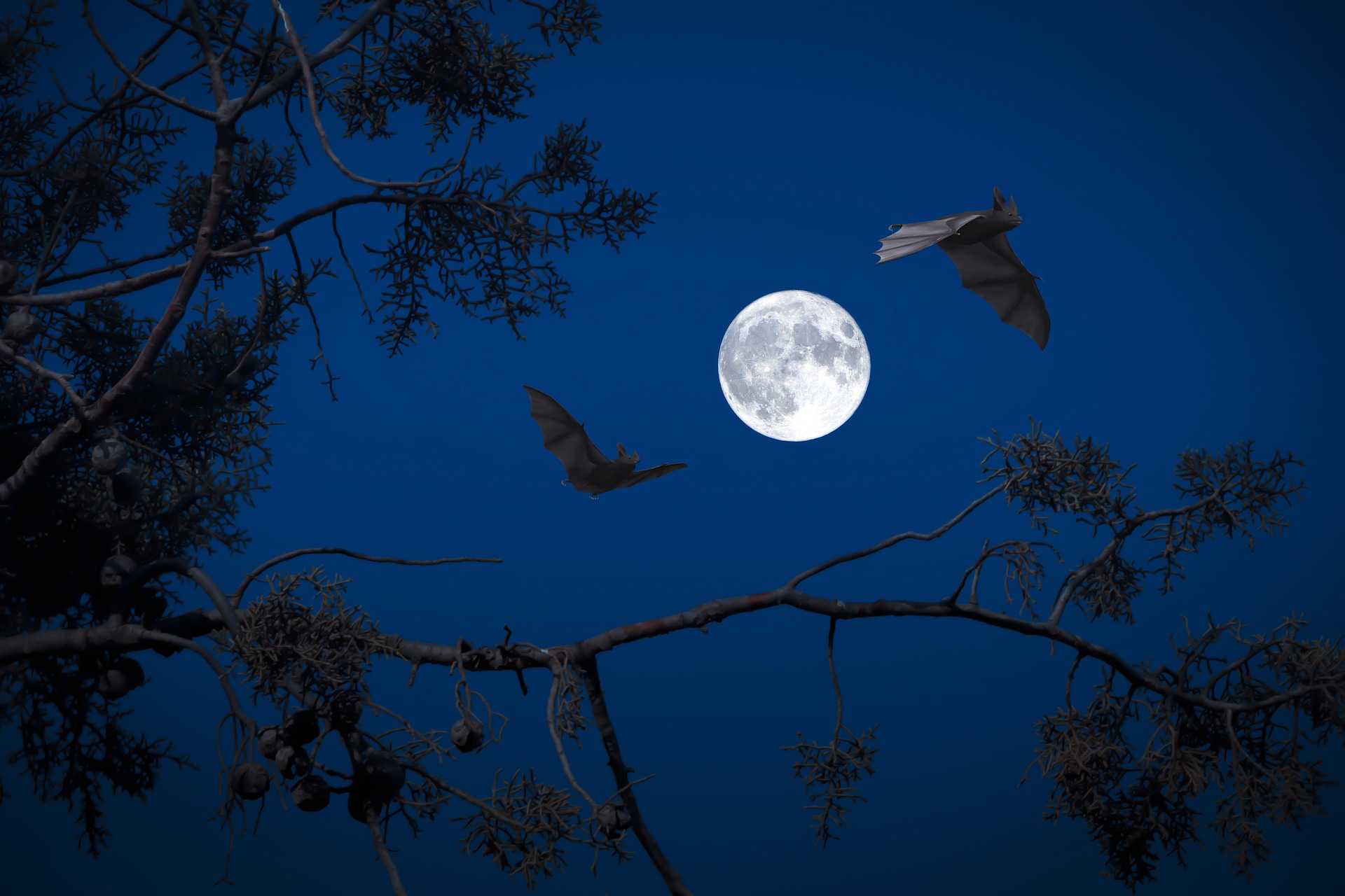 Deux chauve-souris volant devant la pleine lune.