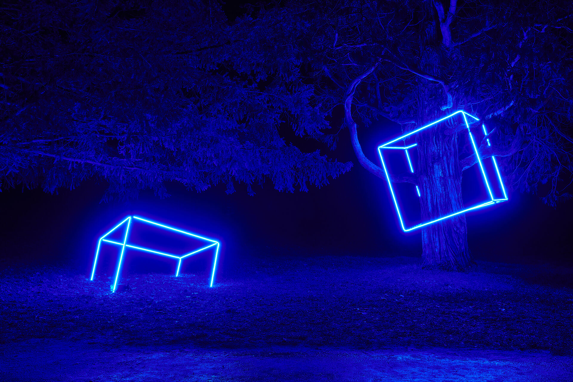 photo de nuit de cubes lumineux bleu en relief, installés sur des arbres 