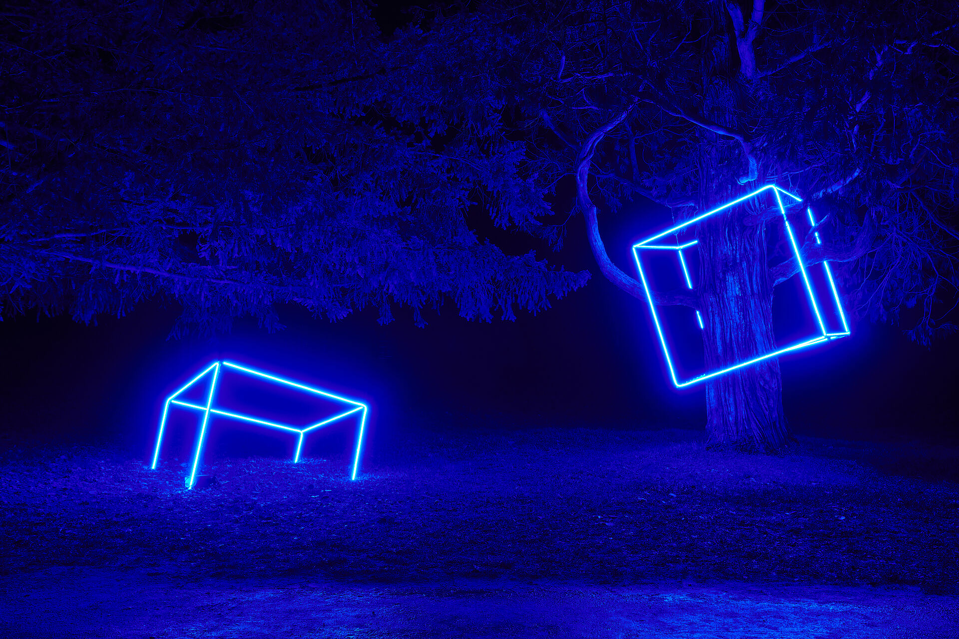 photo de nuit de cubes lumineux bleu en relief, installés sur des arbres