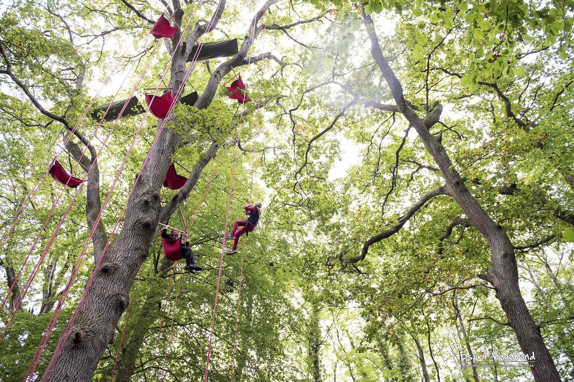 Photo  d'arbres dans lesquels des gens pratiquent de la grimpe.